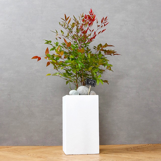 아파트 실내에서 키우기 쉬운 식물, 방에서 키우기 쉬운 식물 추천 BSET