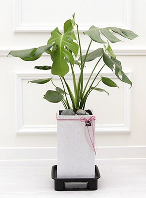 키우기쉬운 실내공기정화식물 거실화초 반려식물 플랜테리어 식물인테리어 중형 화분 몬스테라