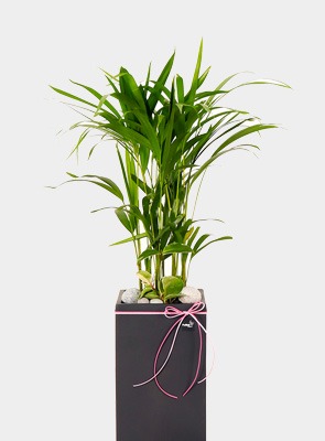 실내공기정화식물 중형 아레카야자 화분 나무 테이블